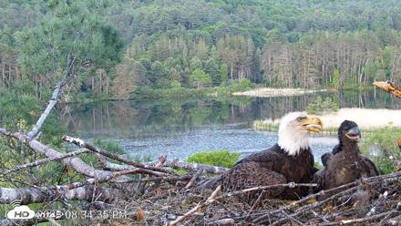 VINS Bald Eagles Nest Live Cams - Jun 3, 2026, 8:35pm EDT