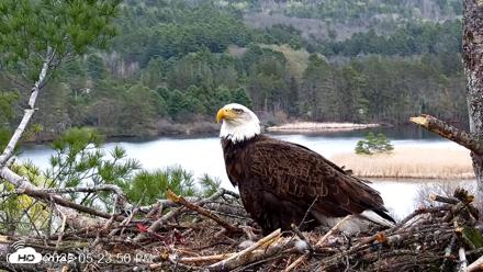 VINS Bald Eagles Nest Live Cams - Apr 28, 2026, 5:24pm EDT