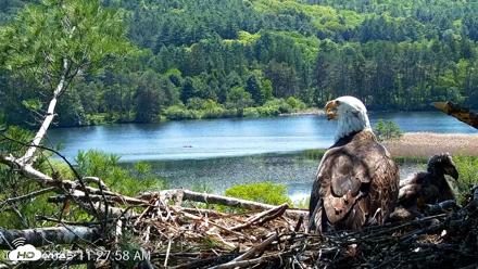 VINS Bald Eagles Nest Live Cams - May 26, 2026, 11:28am EDT