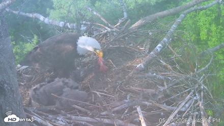 VINS Bald Eagles Nest Live Cams - May 27, 2026, 4:49pm EDT