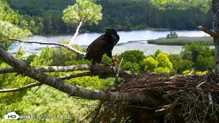 VINS Bald Eagles Nest Live Cams - Jul 23, 2026, 12:54pm EDT