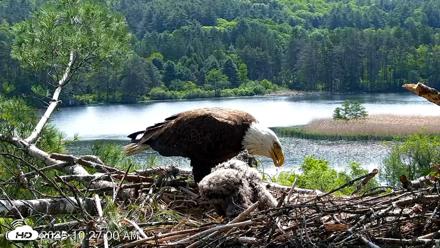 VINS Bald Eagles Nest Live Cams - May 27, 2026, 10:27am EDT