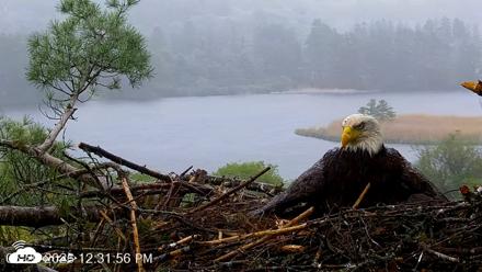VINS Bald Eagles Nest Live Cams - May 20, 2026, 12:32pm EDT