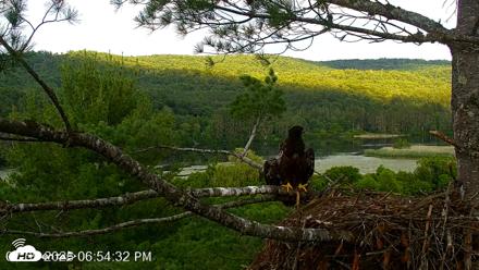 VINS Bald Eagles Nest Live Cams - Jul 9, 2026, 6:55pm EDT