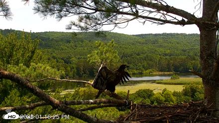 VINS Bald Eagles Nest Live Cams - Jul 20, 2026, 1:17pm EDT