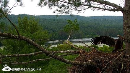 VINS Bald Eagles Nest Live Cams - Jul 7, 2026, 4:54pm EDT