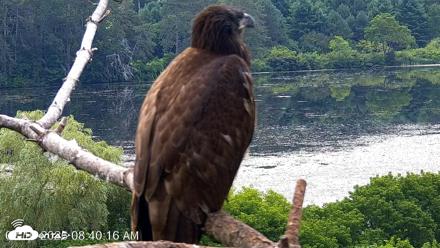 VINS Bald Eagles Nest Live Cams - Aug 10, 2026, 8:41am EDT