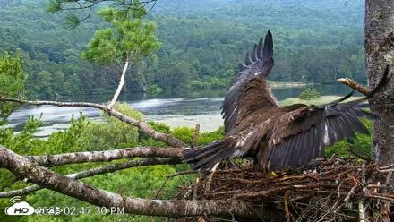 VINS Bald Eagles Nest Live Cams - Jul 21, 2026, 2:48pm EDT