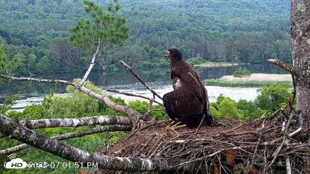 VINS Bald Eagles Nest Live Cams - Jul 1, 2026, 7:02pm EDT
