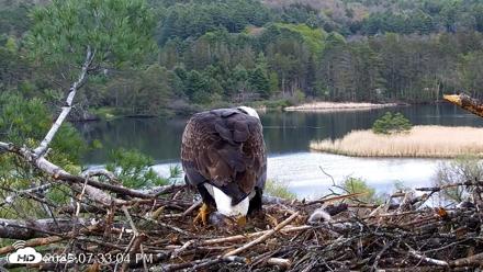 VINS Bald Eagles Nest Live Cams - May 11, 2026, 7:33pm EDT