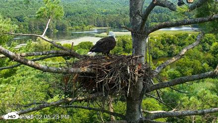 VINS Bald Eagles Nest Live Cams - Aug 10, 2026, 2:06pm EDT