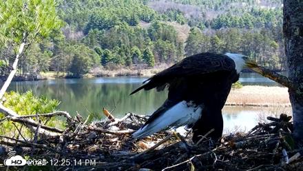 VINS Bald Eagles Nest Live Cams - Apr 27, 2026, 12:25pm EDT