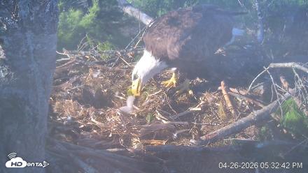 VINS Bald Eagles Nest Live Cams - Apr 26, 2026, 5:33pm EDT