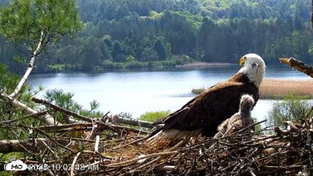 VINS Bald Eagles Nest Live Cams - May 19, 2026, 10:03am EDT