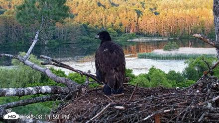 VINS Bald Eagles Nest Live Cams - Jun 23, 2026, 8:12pm EDT