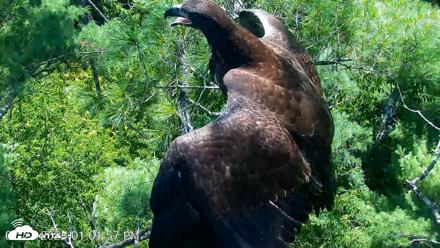VINS Bald Eagles Nest Live Cams - Jul 27, 2026, 1:02pm EDT