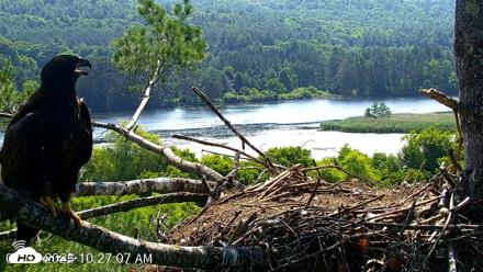 VINS Bald Eagles Nest Live Cams - Jul 3, 2026, 10:28am EDT