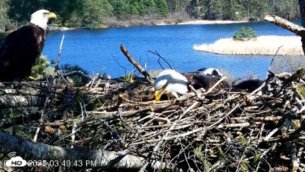 VINS Bald Eagles Nest Live Cams - Apr 23, 2026, 3:50pm EDT