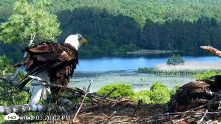VINS Bald Eagles Nest Live Cams - Jun 12, 2026, 3:26pm EDT