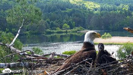 VINS Bald Eagles Nest Live Cams - Jun 1, 2026, 9:54am EDT