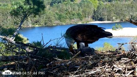 VINS Bald Eagles Nest Live Cams - May 12, 2026, 4:52pm EDT