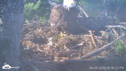 VINS Bald Eagles Nest Live Cams - Apr 26, 2026, 5:37pm EDT