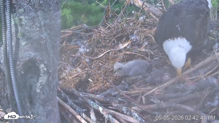 VINS Bald Eagles Nest Live Cams - May 5, 2026, 2:43pm EDT