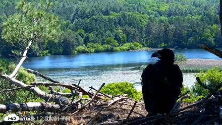VINS Bald Eagles Nest Live Cams - Jun 13, 2026, 12:02pm EDT