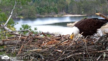 VINS Bald Eagles Nest Live Cams - May 2, 2026, 5:58pm EDT