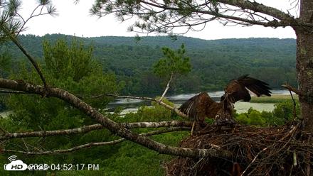 VINS Bald Eagles Nest Live Cams - Jul 7, 2026, 4:53pm EDT