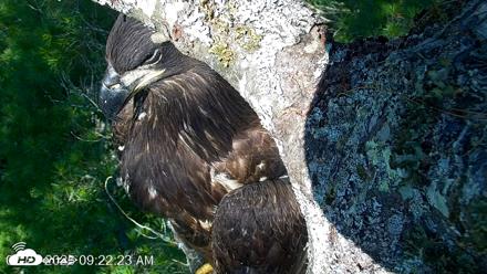VINS Bald Eagles Nest Live Cams - Jul 27, 2026, 9:23am EDT