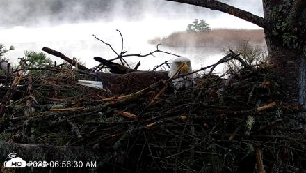 VINS Bald Eagles Nest Live Cams - Apr 20, 2026, 6:57am EDT