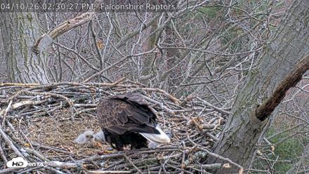 VINS Bald Eagles Nest Live Cams - Apr 10, 2026, 2:31pm EDT