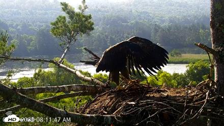 VINS Bald Eagles Nest Live Cams - Jul 2, 2026, 8:13am EDT