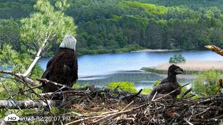 VINS Bald Eagles Nest Live Cams - May 27, 2026, 2:21pm EDT