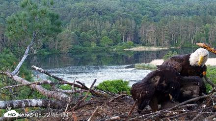 VINS Bald Eagles Nest Live Cams - Jun 13, 2026, 8:23pm EDT