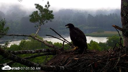 VINS Bald Eagles Nest Live Cams - Jul 1, 2026, 7:02am EDT