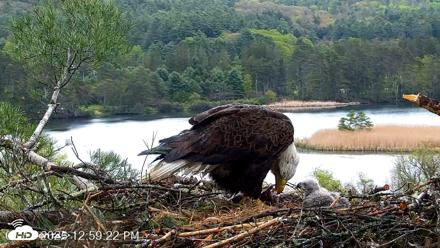 VINS Bald Eagles Nest Live Cams - May 13, 2026, 1:00pm EDT