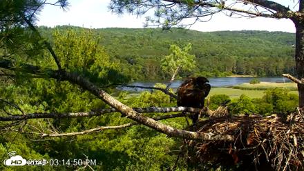 VINS Bald Eagles Nest Live Cams - Jul 13, 2026, 3:15pm EDT