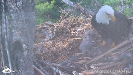 VINS Bald Eagles Nest Live Cams - May 5, 2026, 3:09pm EDT
