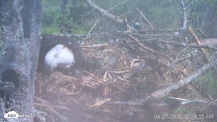 VINS Bald Eagles Nest Live Cams - Apr 27, 2026, 10:39am EDT