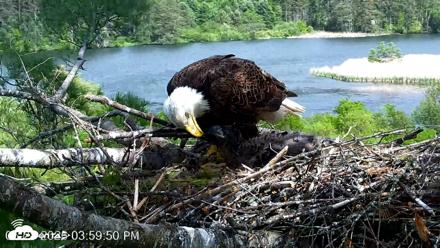 VINS Bald Eagles Nest Live Cams - May 28, 2026, 4:00pm EDT