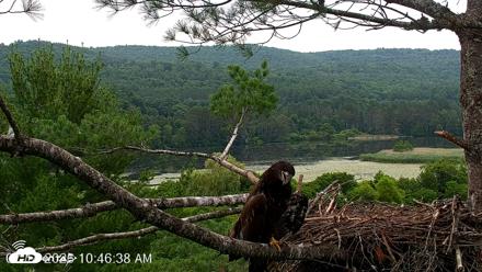 VINS Bald Eagles Nest Live Cams - Jul 14, 2026, 10:47am EDT