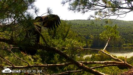VINS Bald Eagles Nest Live Cams - Jul 24, 2026, 10:50am EDT