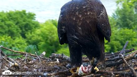 VINS Bald Eagles Nest Live Cams - Jul 24, 2026, 3:07pm EDT