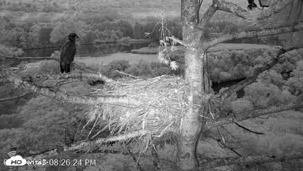 VINS Bald Eagles Nest Live Cams - Jul 28, 2026, 8:28pm EDT