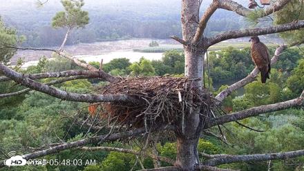 VINS Bald Eagles Nest Live Cams - Aug 12, 2026, 5:48am EDT