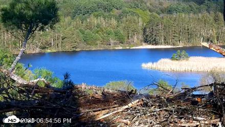 VINS Bald Eagles Nest Live Cams - May 10, 2026, 6:55pm EDT