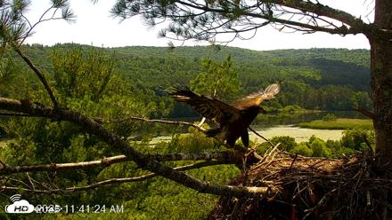 VINS Bald Eagles Nest Live Cams - Jul 9, 2026, 11:42am EDT