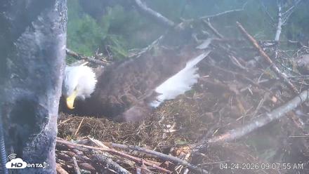 VINS Bald Eagles Nest Live Cams - Apr 24, 2026, 9:08am EDT